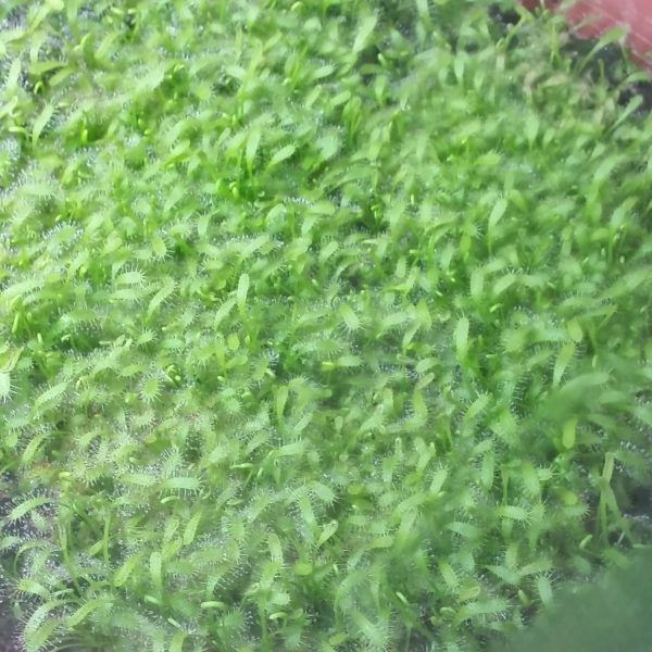 Drosera capensis Samen (50 Stk.)