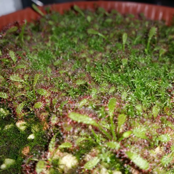 Drosera capensis Samen (50 Stk.) – Bild 2