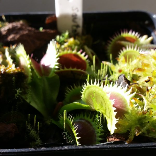 Dionaea sawtooth – Bild 2