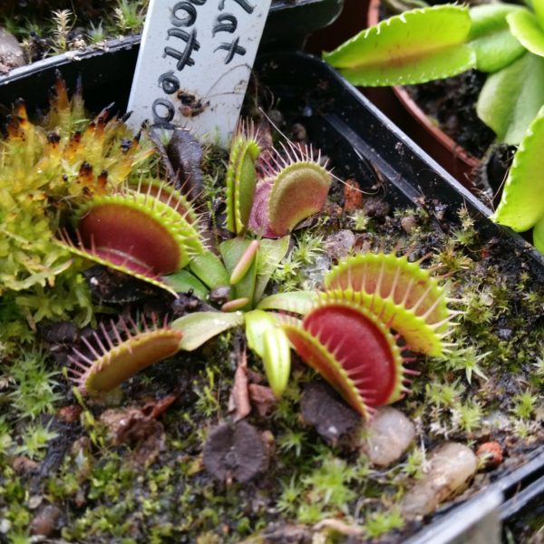 Dionaea flat spotted