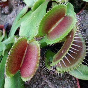 Dionaea muscipula - Venus Fliegenfalle