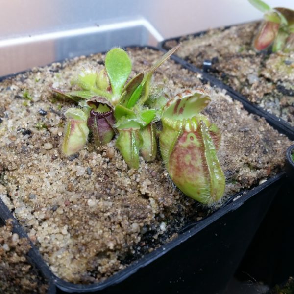 Cephalotus follicularis – Bild 2