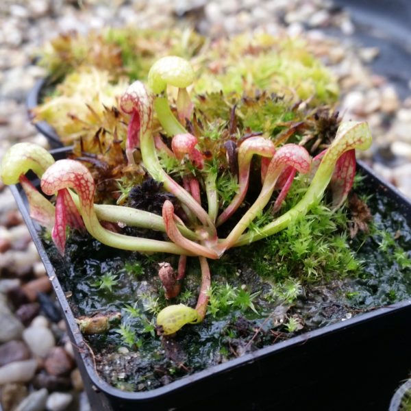 Darlingtonia californica Samen (10 Stk.) – Bild 2