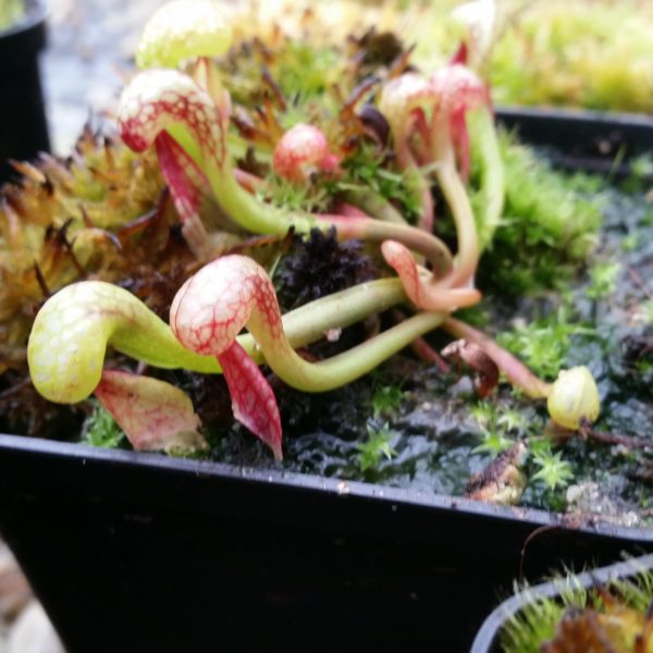 Darlingtonia californica Samen (10 Stk.)