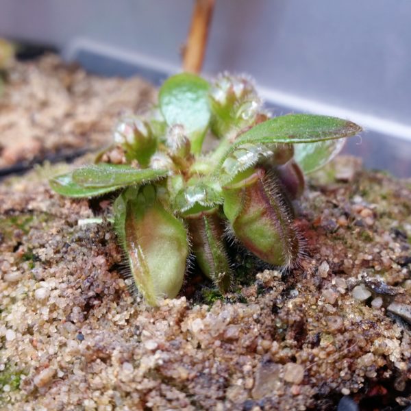 Cephalotus follicularis