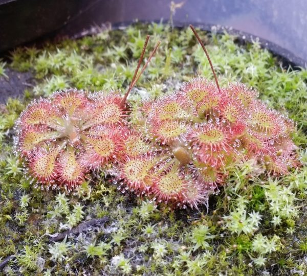 Drosera spatulata Samen (50 Stk.) – Bild 2