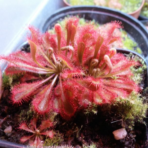 Drosera ultramafica x spatulata Samen (30 Stk.)