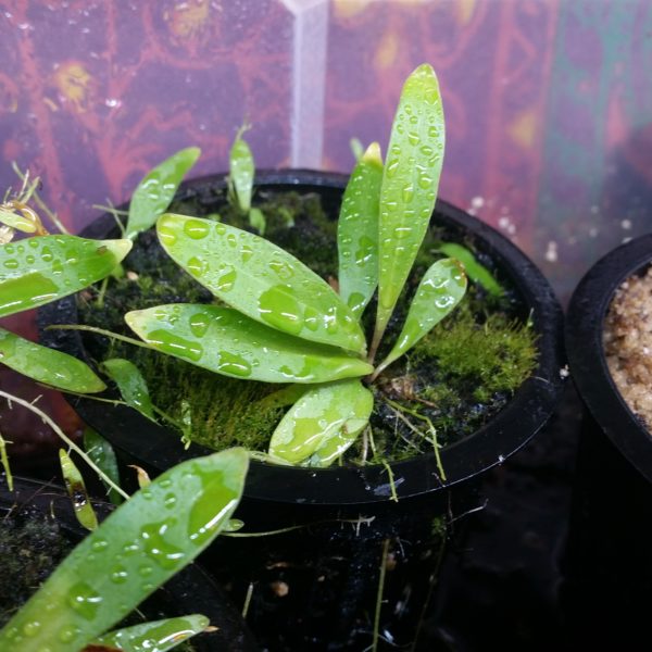 Utricularia longifolia – Bild 2