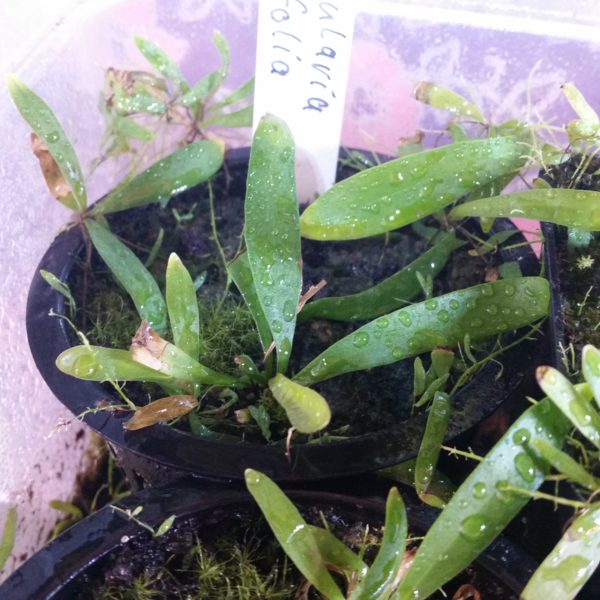 Utricularia longifolia