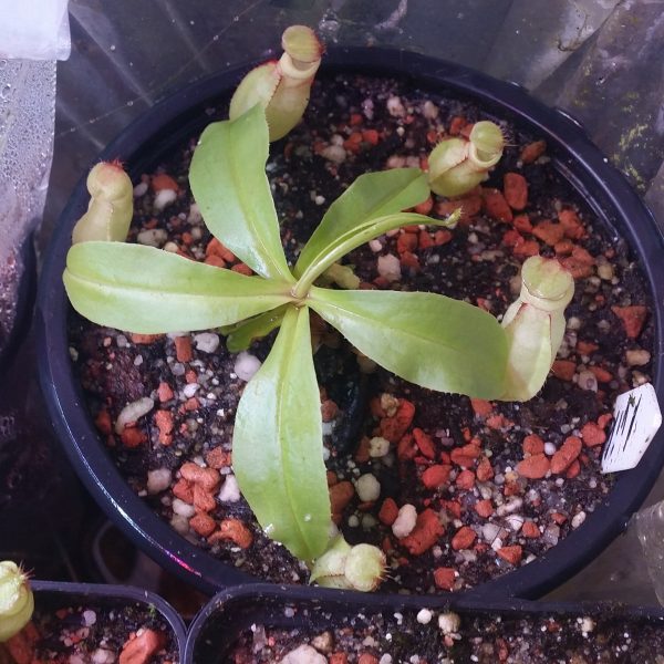 Nepenthes viking