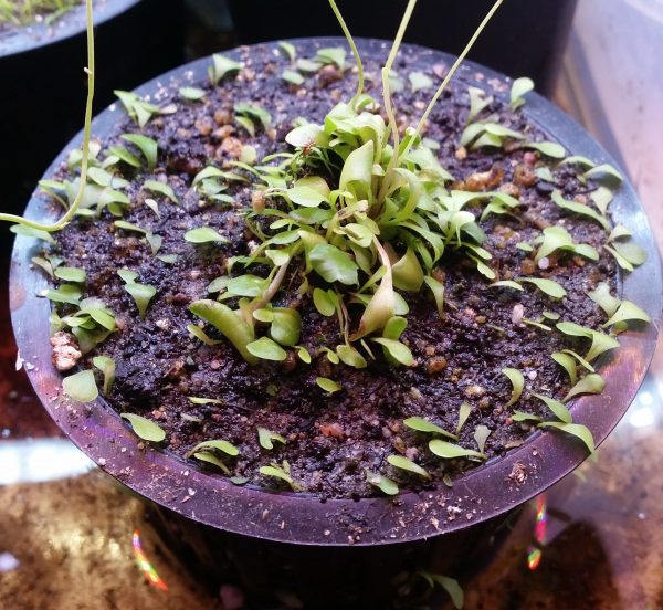 Utricularia livida – Bild 2