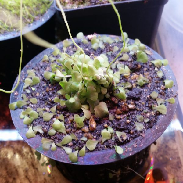 Utricularia livida