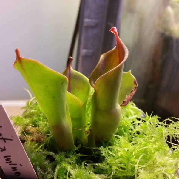 Heliamphora heterodoxa x nutans