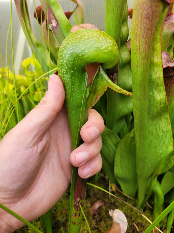 Darlingtonia californica