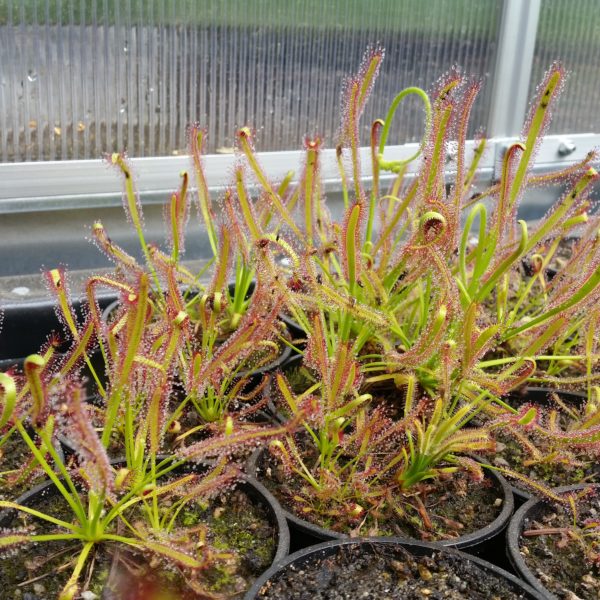 Drosera capensis – Bild 2