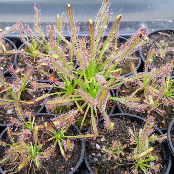 Drosera capensis