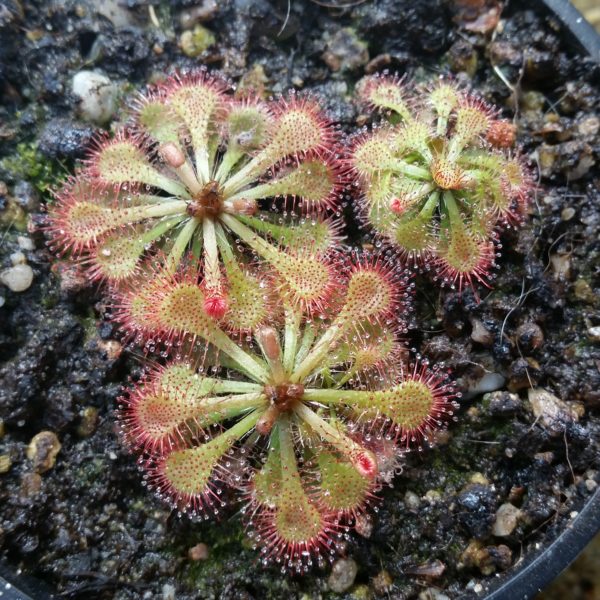 Drosera spatulata