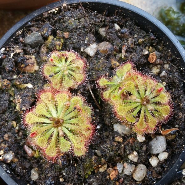 Drosera spatulata – Bild 2