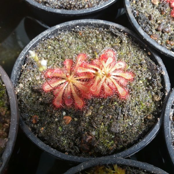 Drosera ultramafica x spatulata