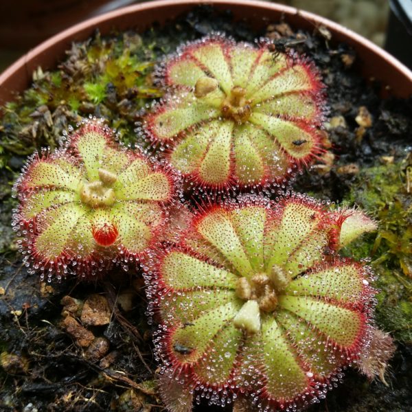 Drosera aliciae