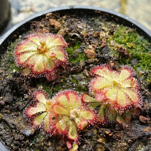 Drosera aliciae – Bild 2