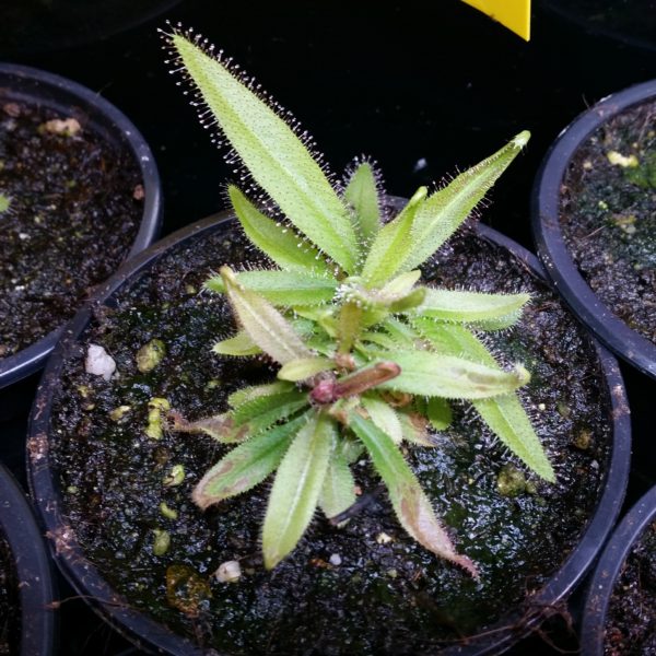 Drosera adelae