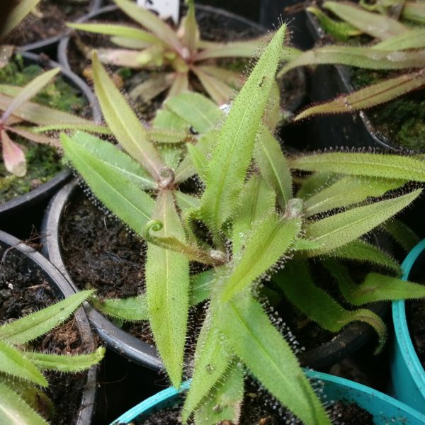 Drosera adelae – Bild 2
