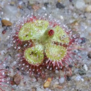 Drosera - Sonnentau