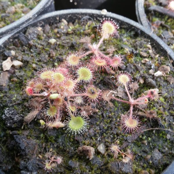 Drosera rotundifolia Samen (50 Stk.) – Bild 2