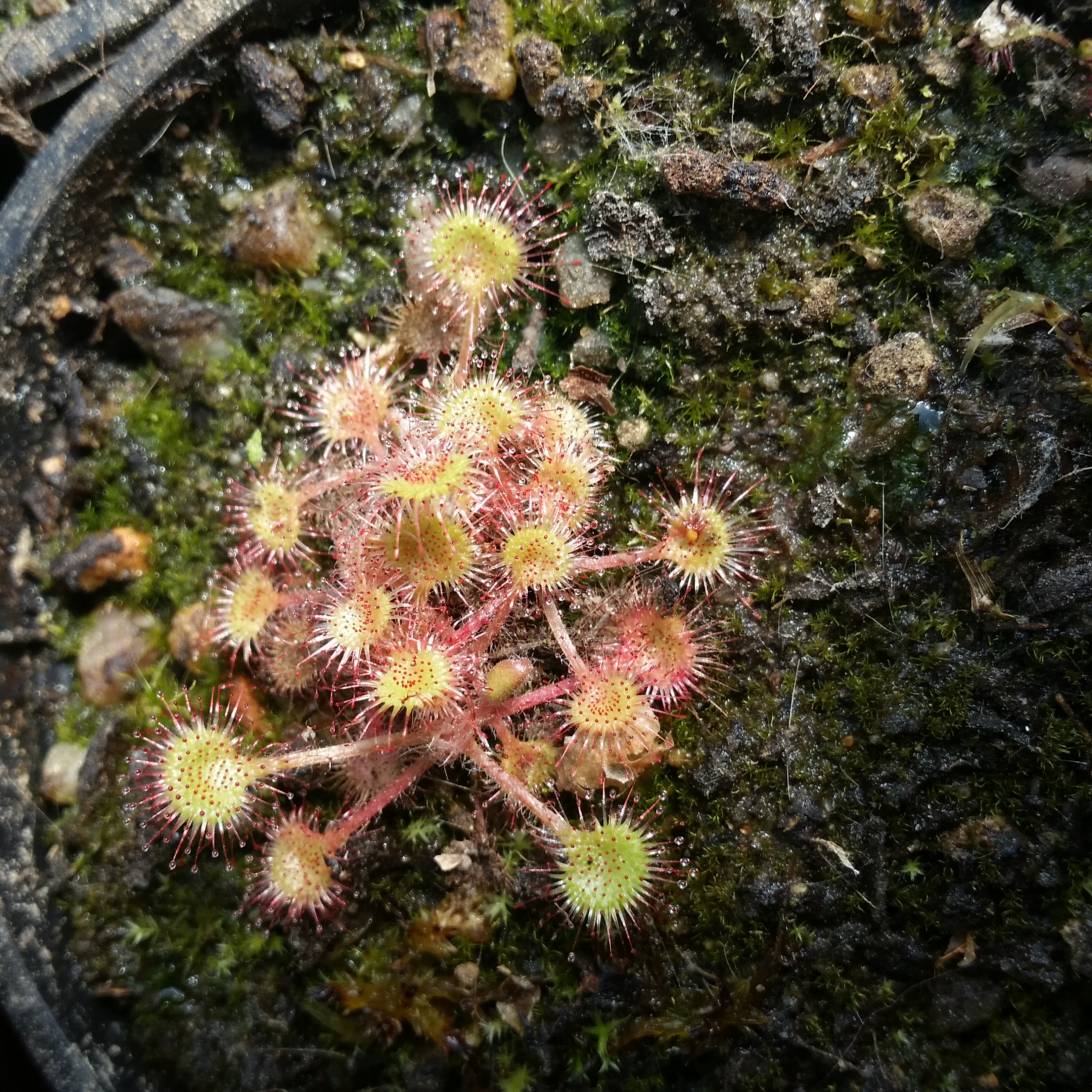 drosera rotundifolia – karnivoren strauch