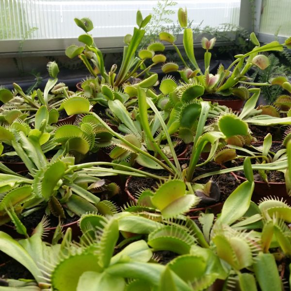 Dionaea muscipula – Bild 2
