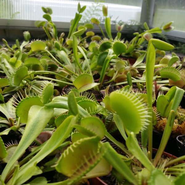 Dionaea muscipula