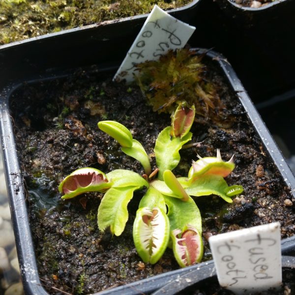 Dionaea fused tooth