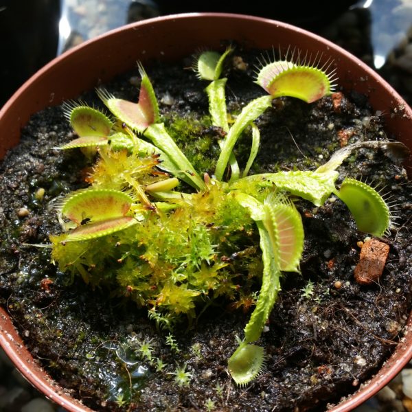 Dionaea Schuppenstiel – Bild 2