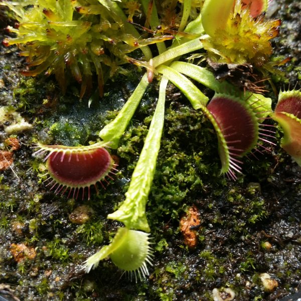 Dionaea Schuppenstiel