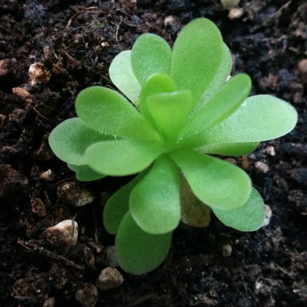 Pinguicula tina