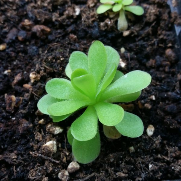 Pinguicula tina – Bild 2