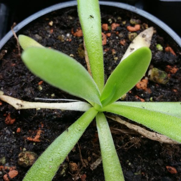 Pinguicula langblättrig – Bild 2