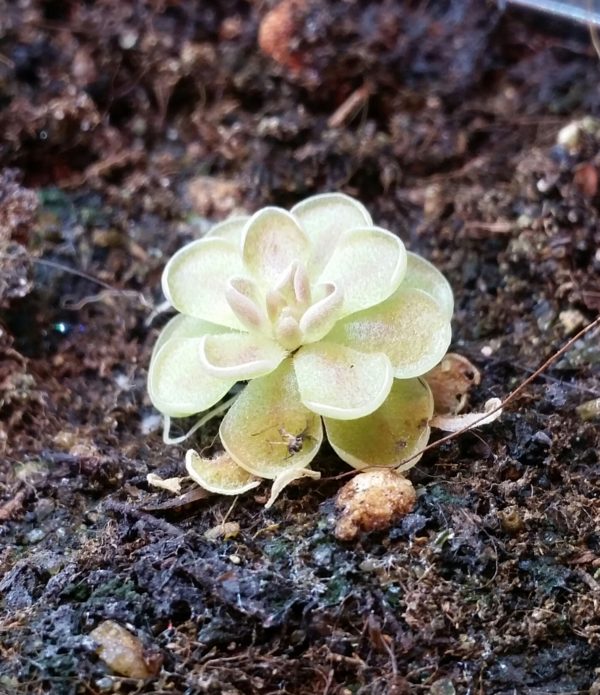 Pinguicula jaumavensis