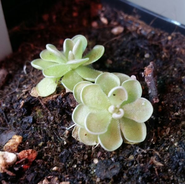 Pinguicula jaumavensis – Bild 2