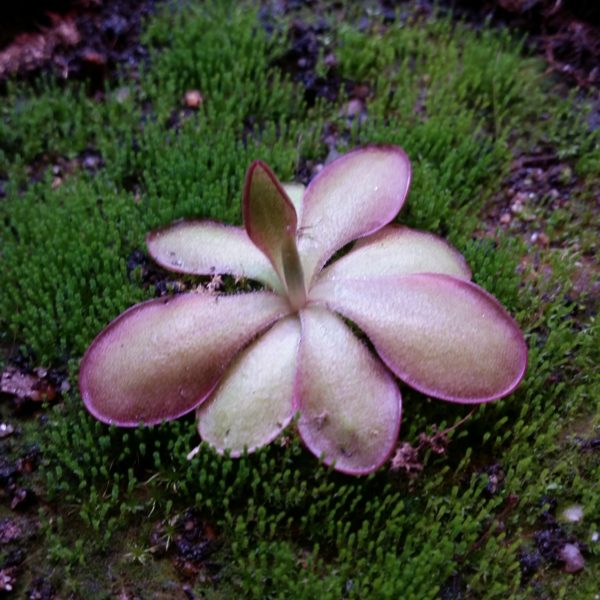 Pinguicula laueana x emarginata