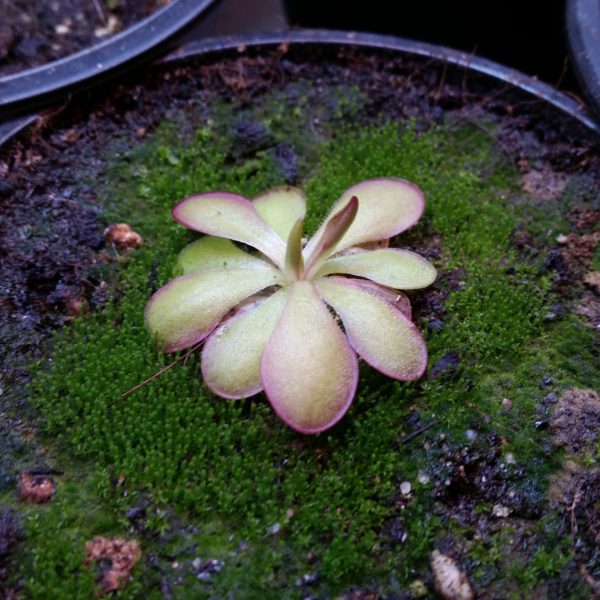 Pinguicula laueana x emarginata – Bild 2
