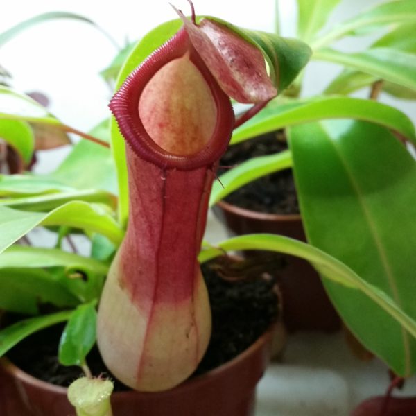 Nepenthes ventrata – Bild 2