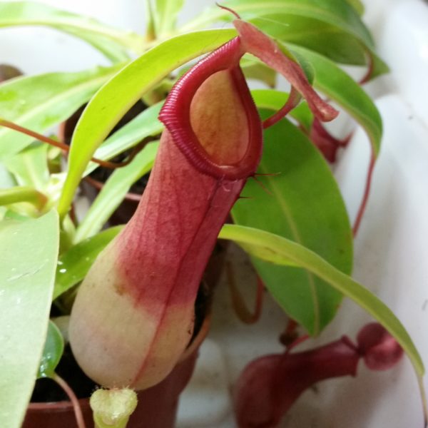 Nepenthes ventrata