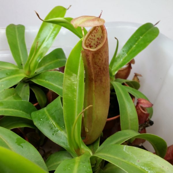 Nepenthes linda