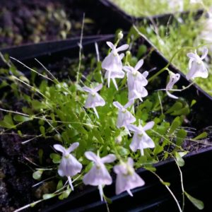 Utricularia - Wasserschlauch