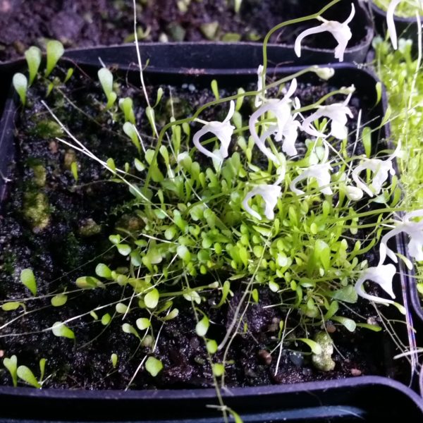 Utricularia sandersonii