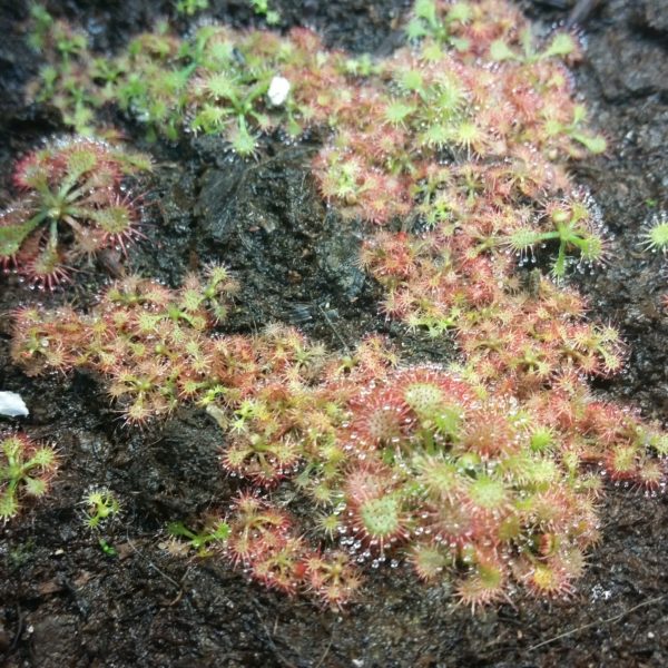 Drosera spatulata Samen (50 Stk.)