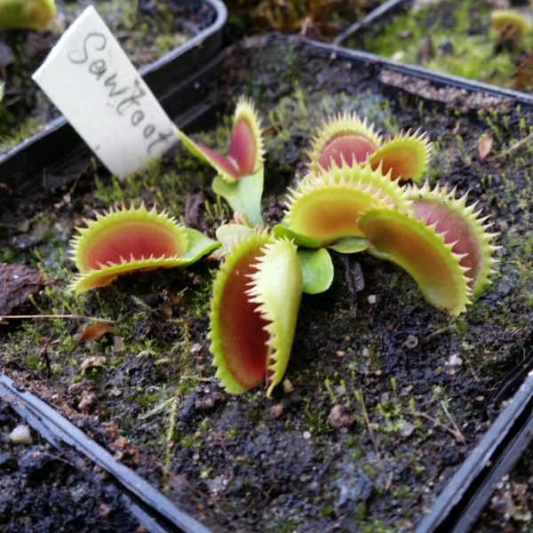 Dionaea sawtooth