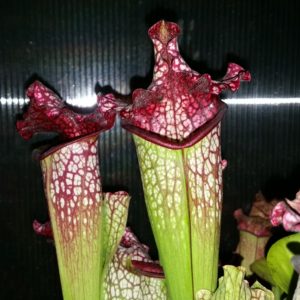 Sarracenia - Schlauchpflanzen